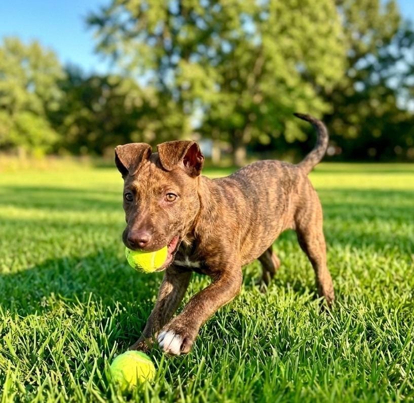Biscuit