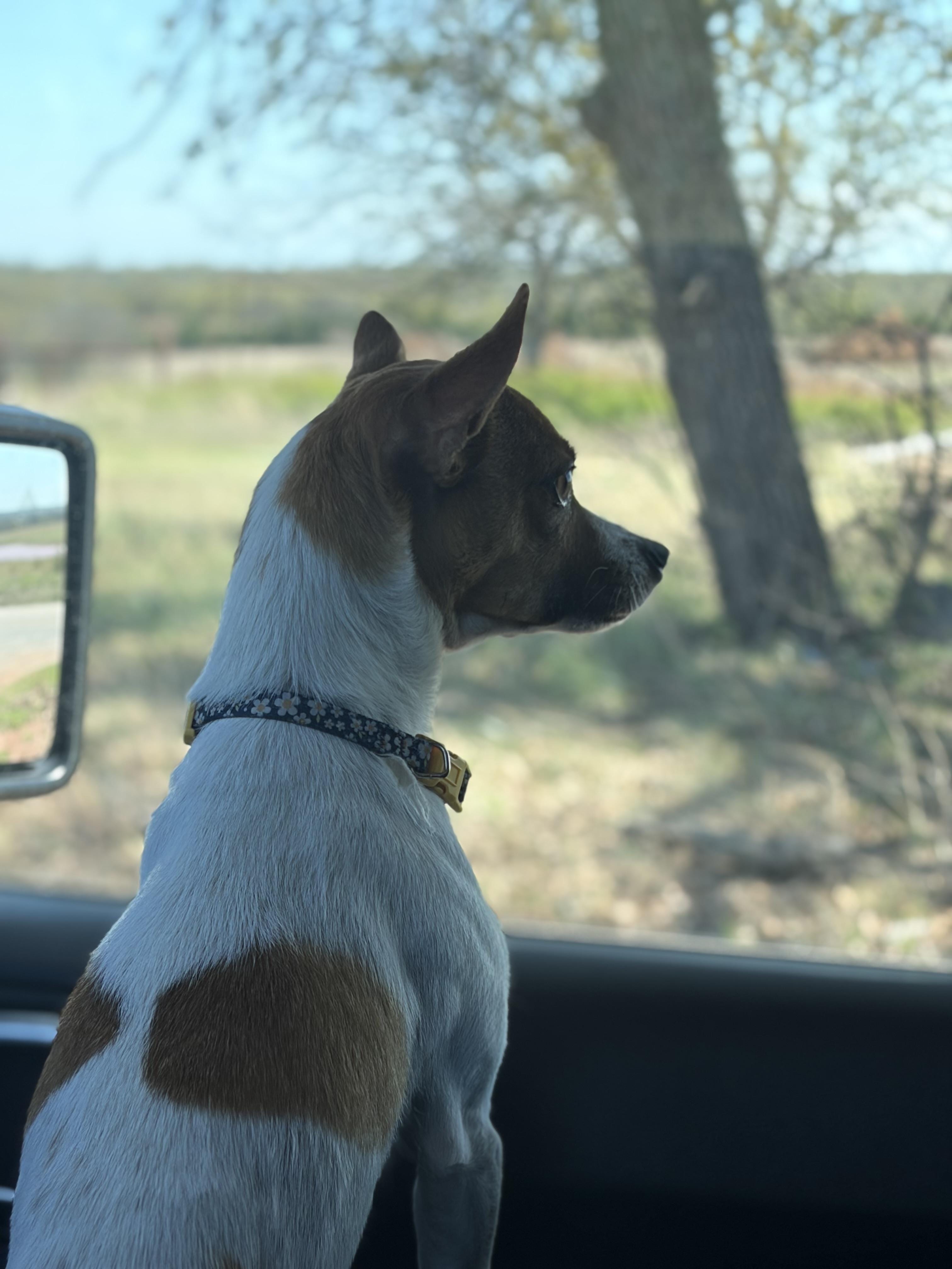 Daisy