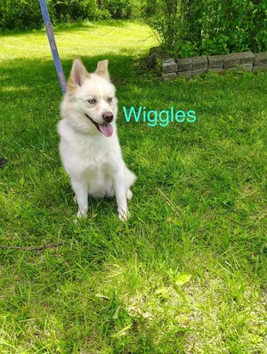 Wiggles