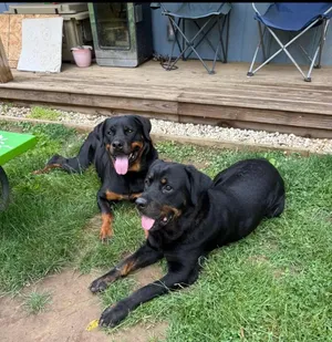 Hendrix & Harlee (bonded)