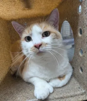 Kiki