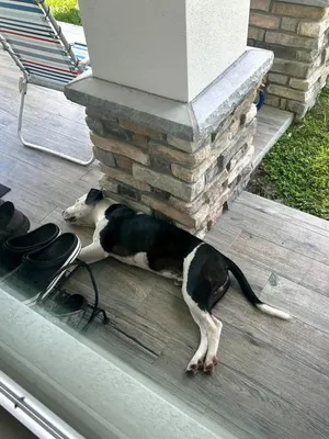 Petey