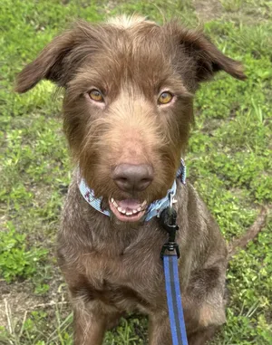 Cocoa