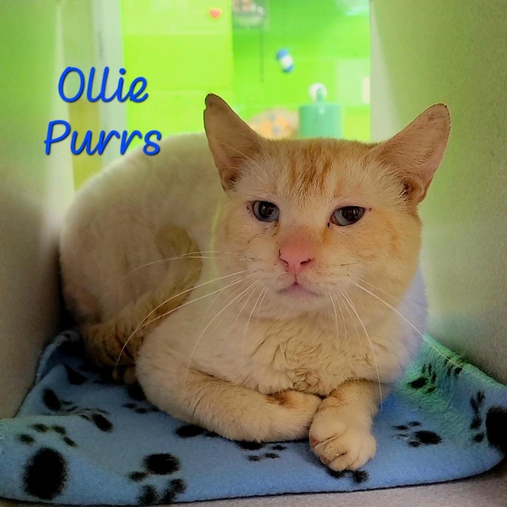 Ollie Purrs