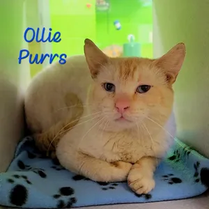 Ollie Purrs