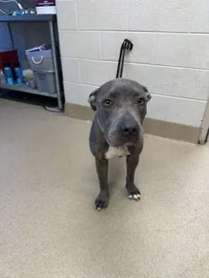 12300 Veronica Stray 2