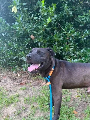 Gary- Black Lab, best buddy material