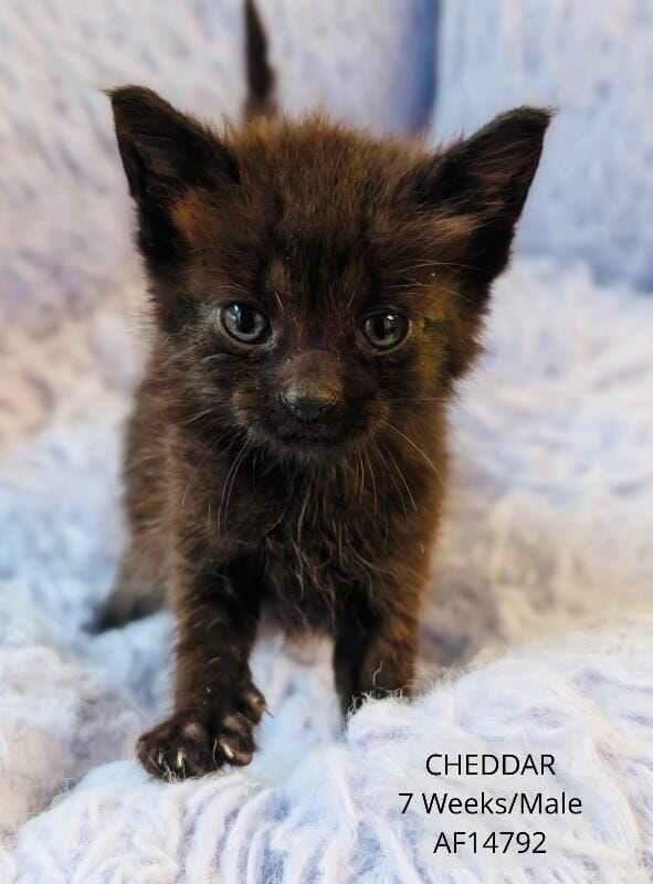 Cheddar