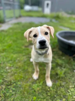 Biscuit