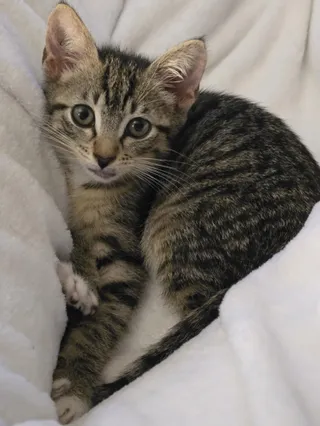 Monty
