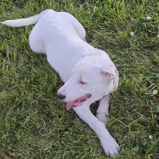 Trixie