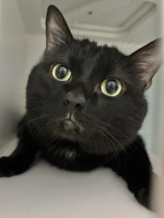 Lucifur