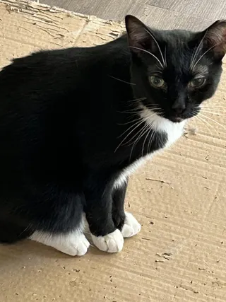 Jasper