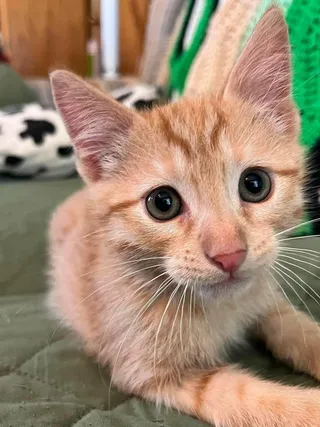 Wasabi