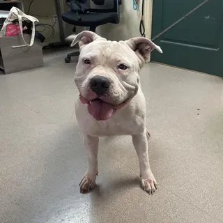 Lulu