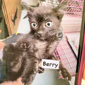 Berry