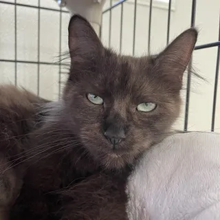 Belle