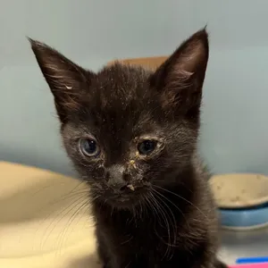 Tiny Tim