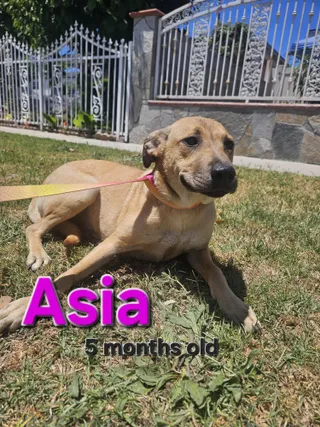 Asia