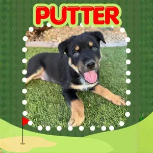 Putter