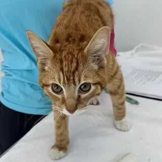 Ginger