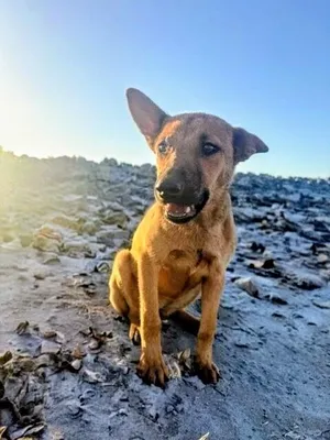 Mocha