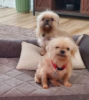 Gizmo