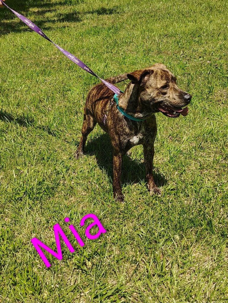 Mia