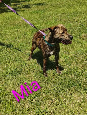 Mia