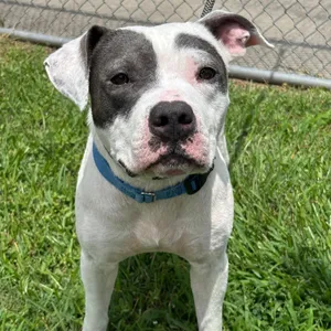 Berry --Courtesy Post. Out of town pet. See below for details--