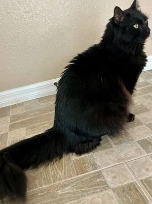 Zeke (Petsense)