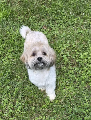 Toby