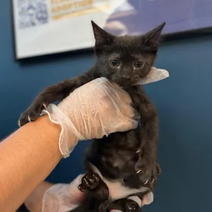 Flopsy
