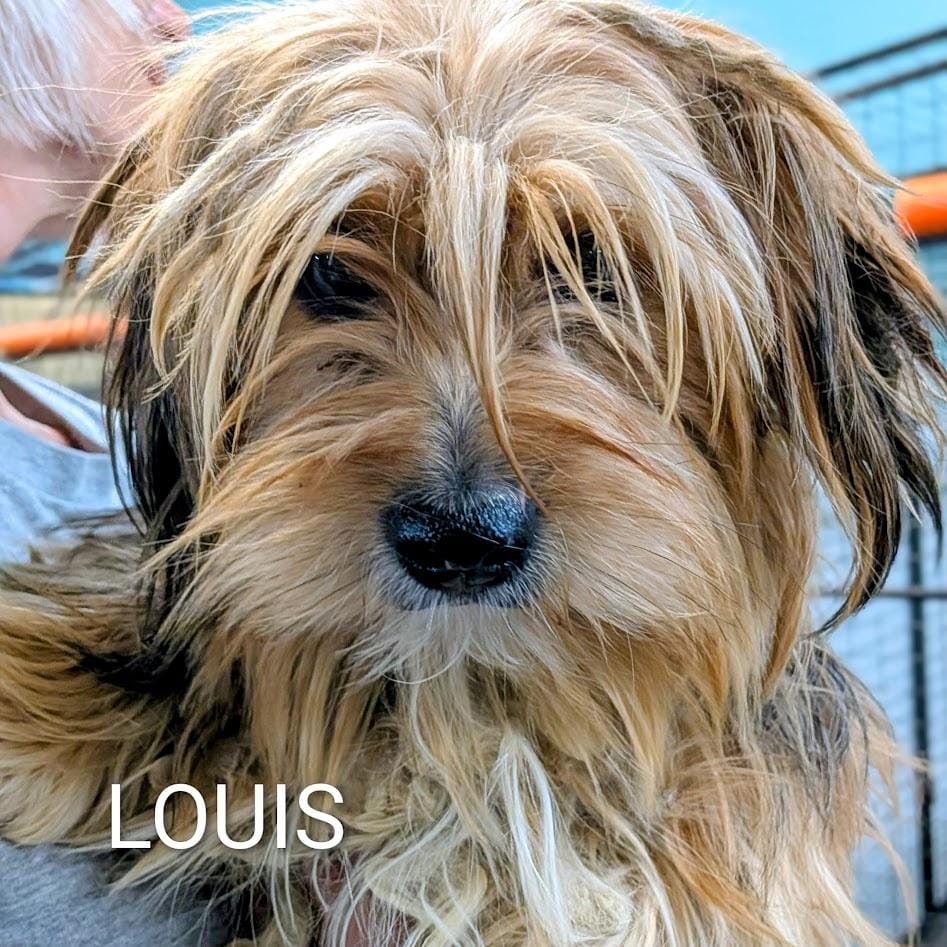 Louis