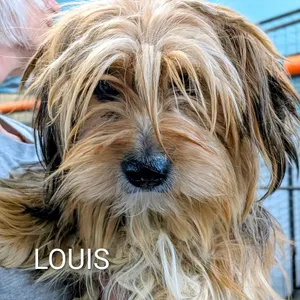 Louis