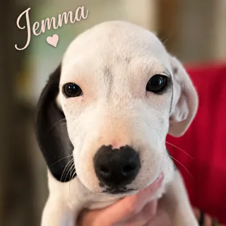Jemma