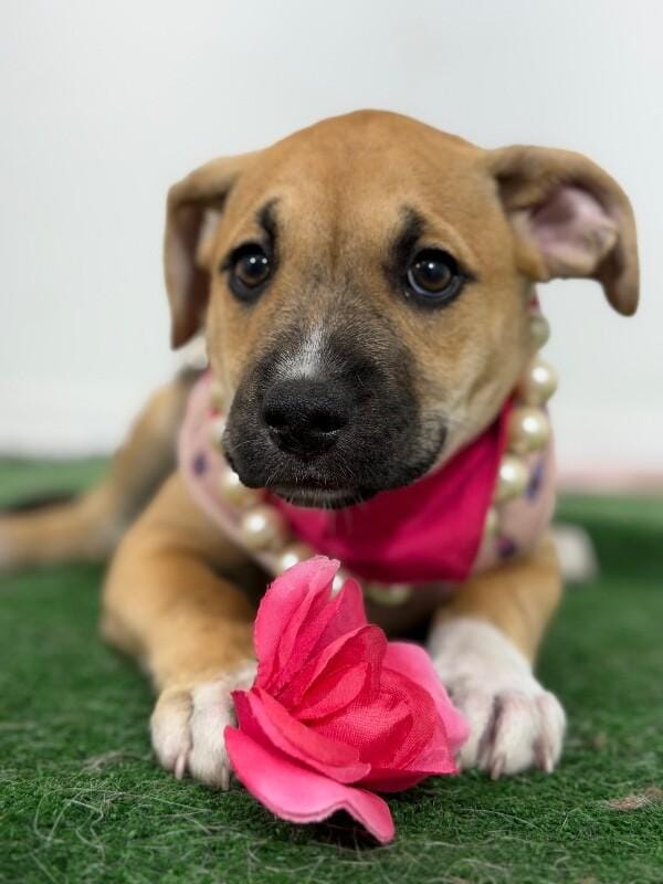 Jessie-One of our Amazing Rescue Dogs