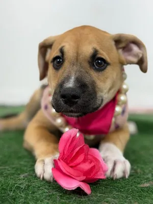 Jessie-One of our Amazing Rescue Dogs