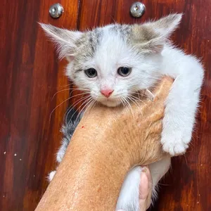 Boy kitten #4
