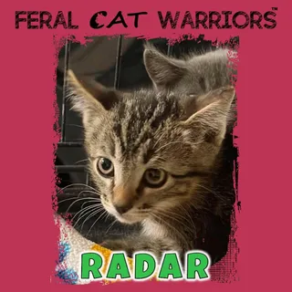 Radar