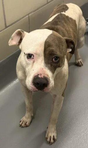 Rescue Only- AC-4629 