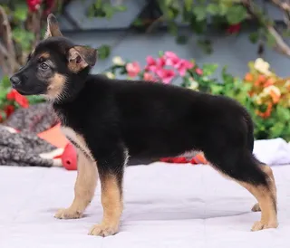 Marlin von Nala