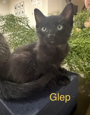 Glep