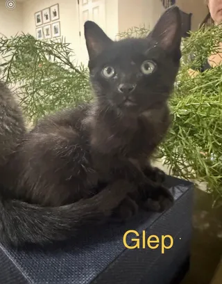 Glep