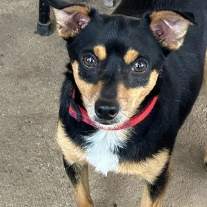 Benny