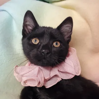 Blush