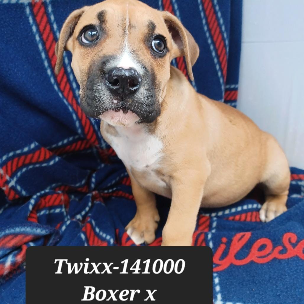 Twixx