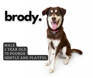 Brody