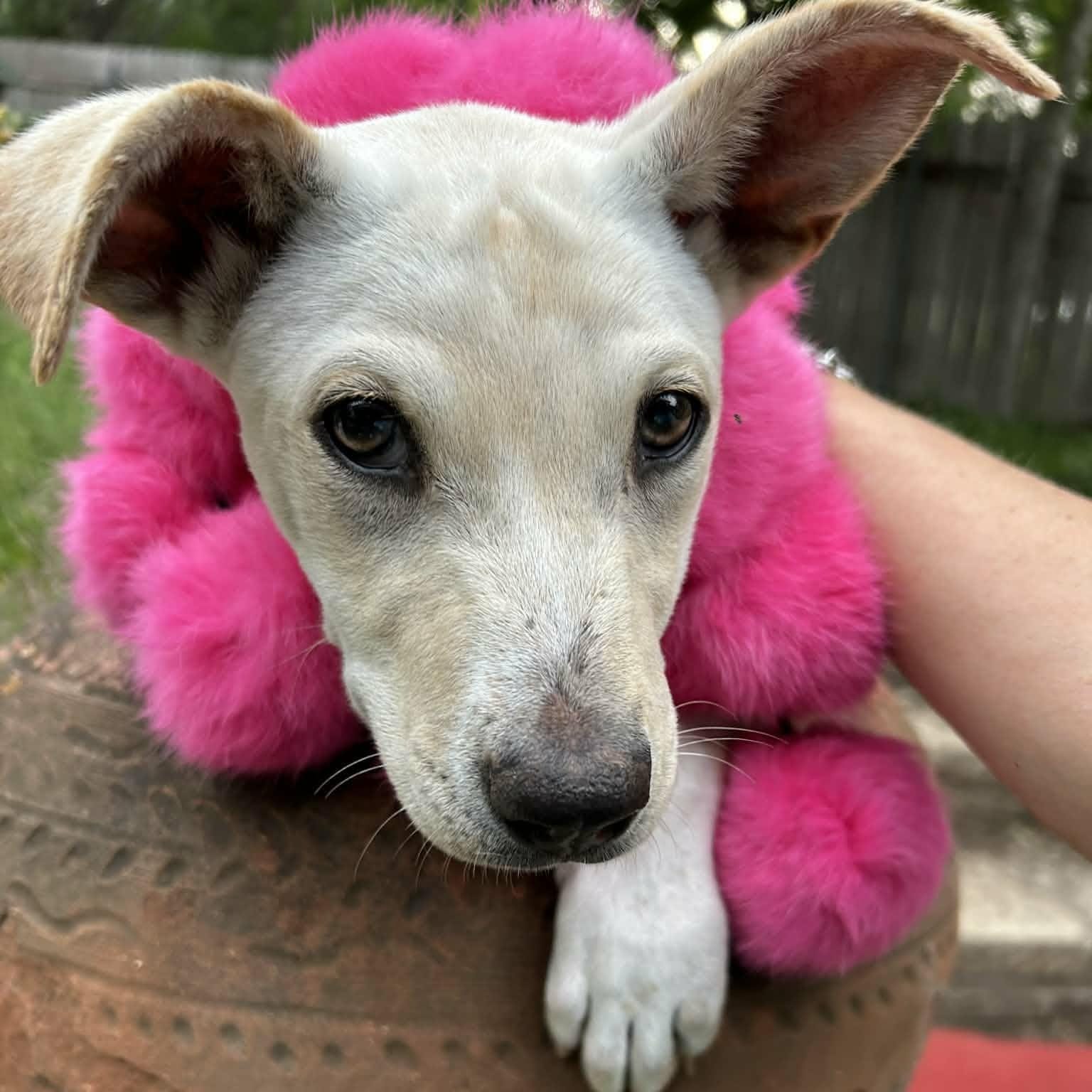 Dolly