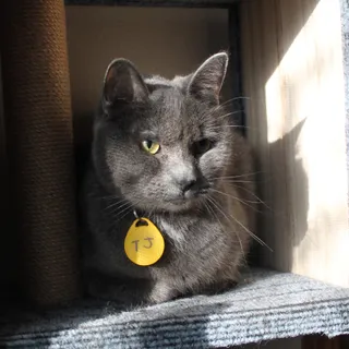 TJ